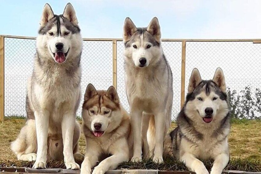 Show item 1 of 11. Husky Petting & Pictures in Akureyri