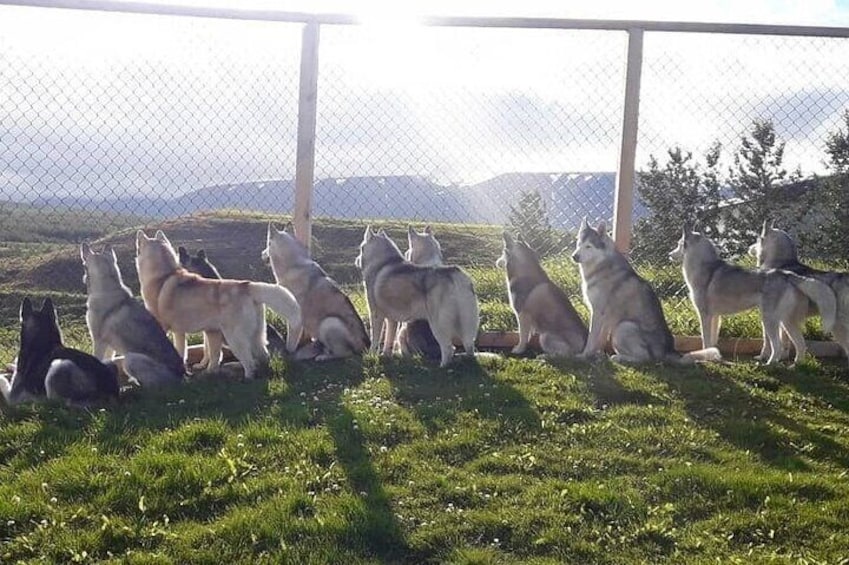 Husky Petting and Pictures in Akureyri (private)