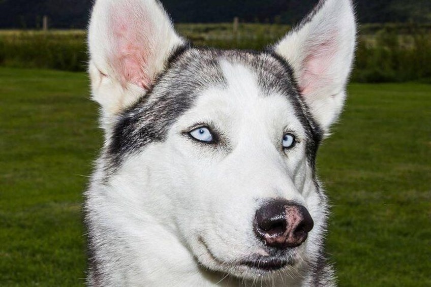 Show item 2 of 11. Husky Petting and Pictures in Akureyri