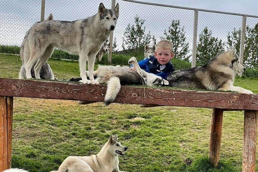 Husky Petting and Pictures in Akureyri (private)