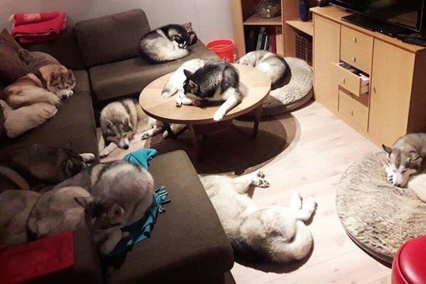 Show item 4 of 11. Husky Petting and Pictures in Akureyri