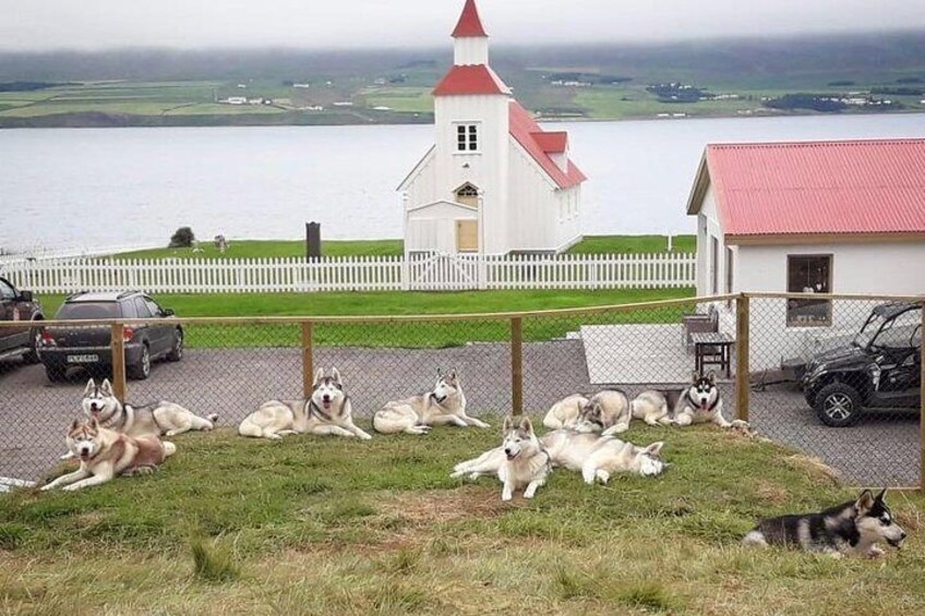 Husky Petting and Pictures in Akureyri