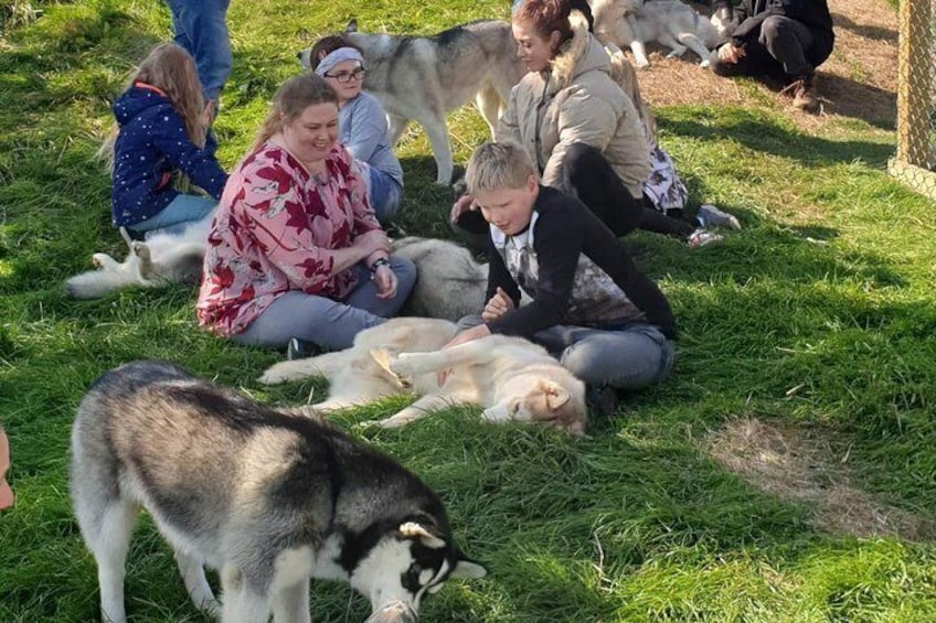 Show item 3 of 11. Husky Petting and Pictures in Akureyri