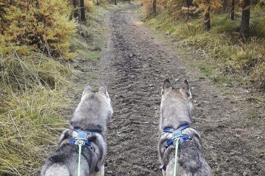 Hiking with Husky in Akureyri (private)