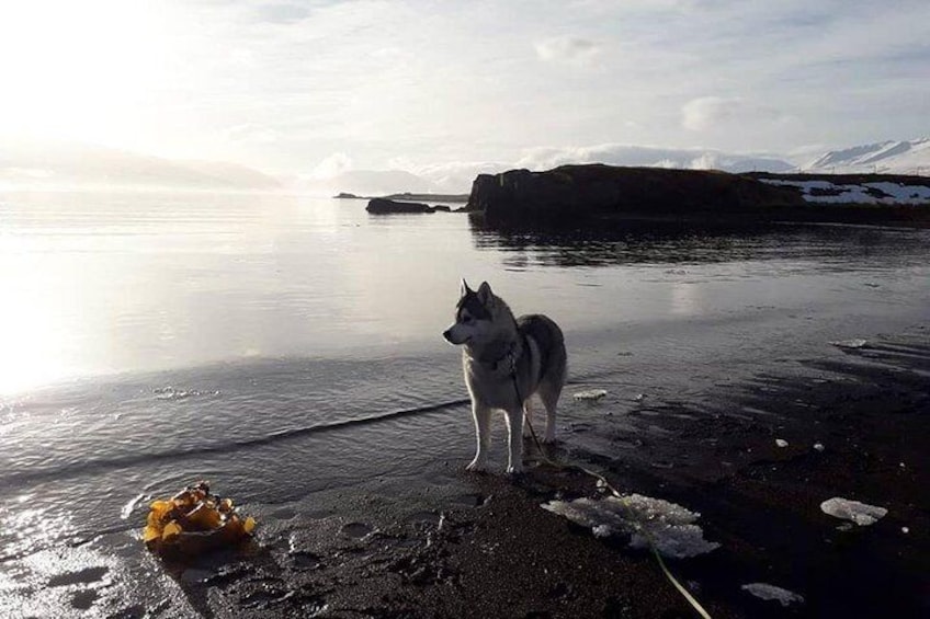 Hiking with Husky in Akureyri