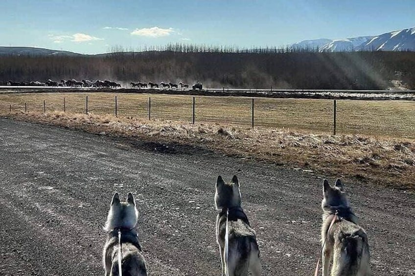 Hiking with Husky in Akureyri (private)