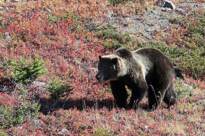 Wilderness and Wildlife Hiking Tour - 3hr Hike + Transportation