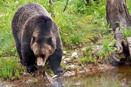 Canmore: recorrido por la naturaleza y la vida silvestre - 3 horas