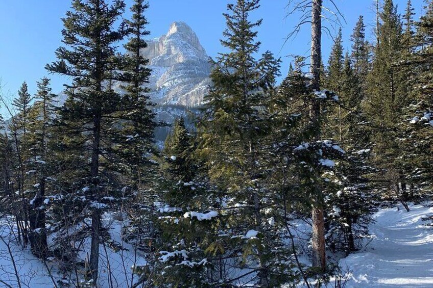 Winter Wilderness & Wildlife Hiking (Ice Cleats Included) - 3hrs