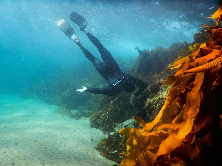 Show item 4 of 10. Popes Eye Marine Park Guided Snorkelling Boat Tour