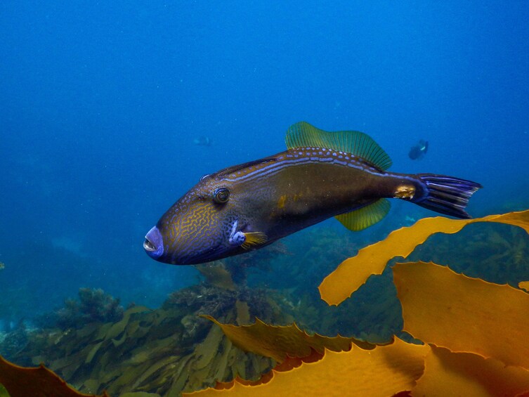 Show item 1 of 10. Popes Eye Marine Park Guided Snorkelling Boat Tour