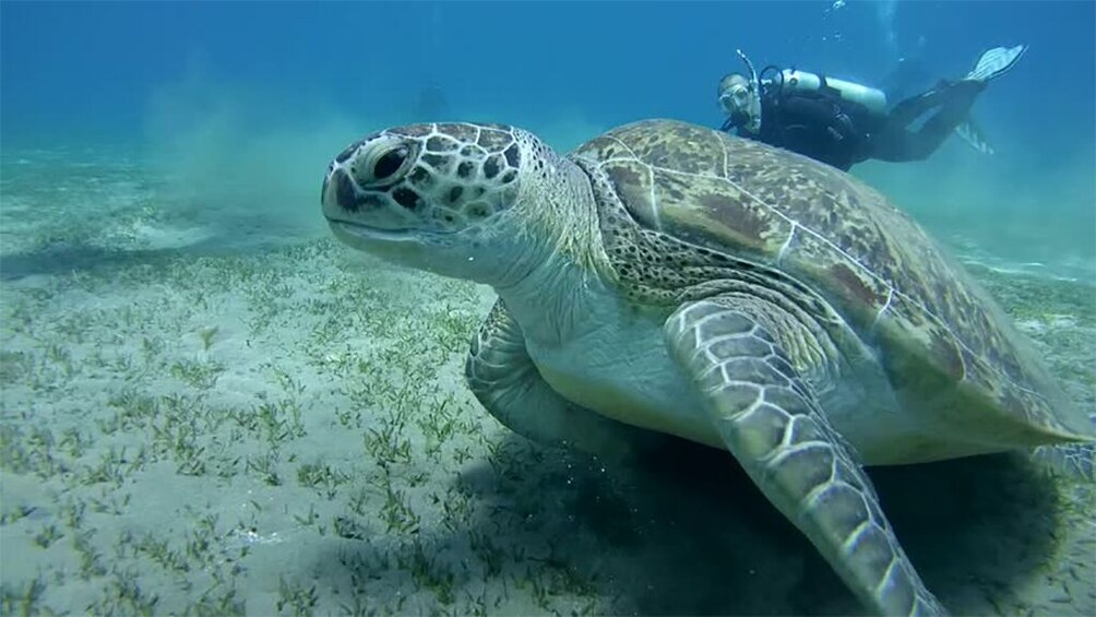 Abu Dabbab : Snorkeling tour