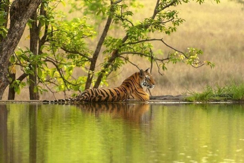 4 Days Golden Triangle Tour With Ranthambore Tiger Safari India
