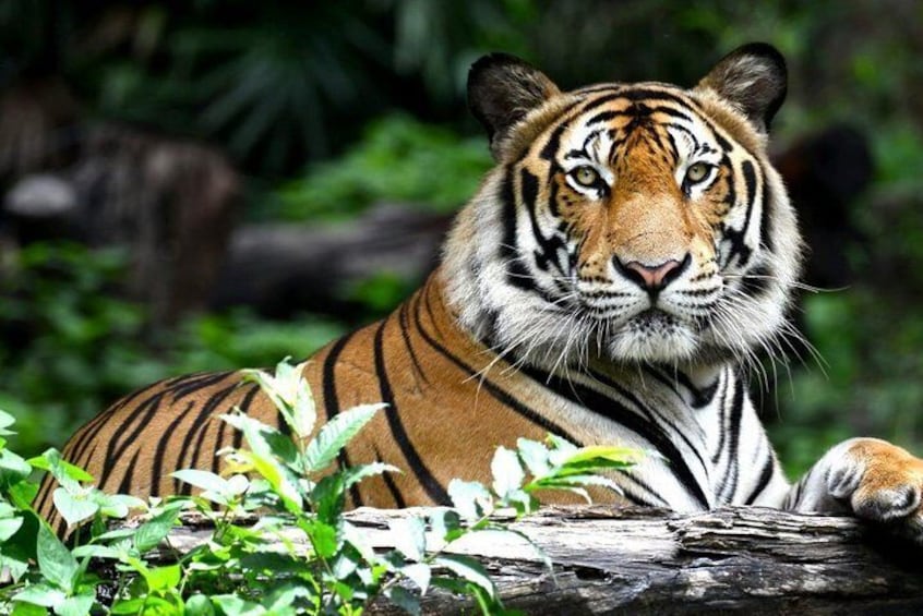 4 Day Golden Triangle Tour With Ranthambore Tiger Safari India