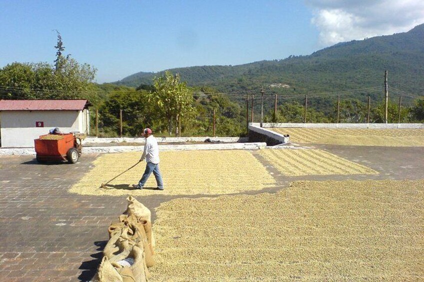 6-Day Best of West El Salvador : Cerro verde, Coffe route, Maya Ruins