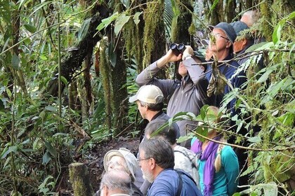 2-Days Private Quito Birdwatching Tour