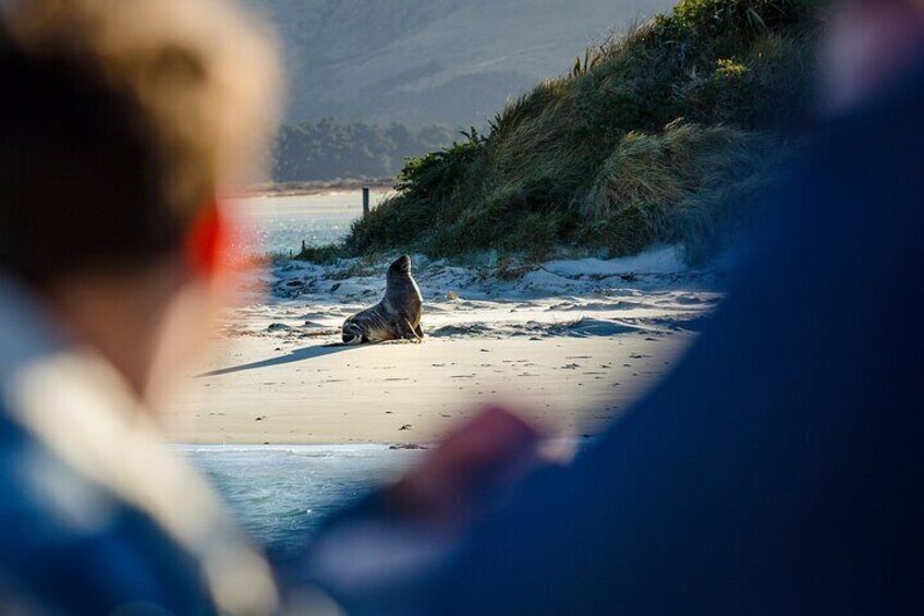 Spot the huge sea lions basking on tidal sandspits.