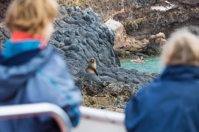 See the playful fur seal pups on their volcanic rock colonies.