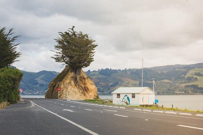 Interesting geological formations are found around the Otago Harbour and Peninsula.