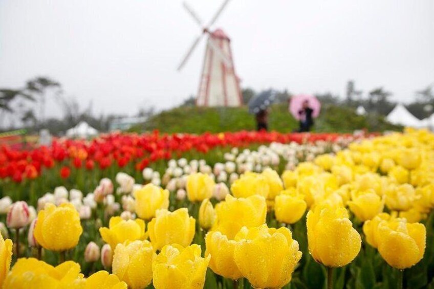 Taean Tulip Festival & Strawberry Picking Day Tour