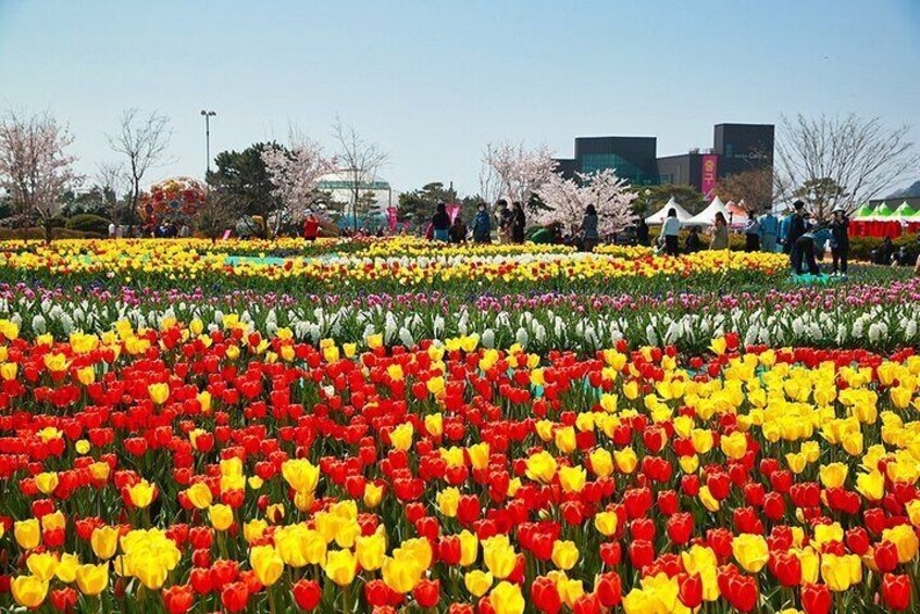 Taean Tulip Festival & Strawberry Picking Day Tour