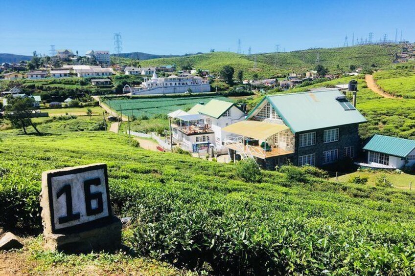 Nuwara Eliya/ Waterfall/ Tea Factory/ Food Taste - ASY Tours