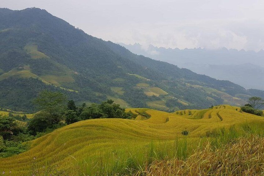 Rice ready for harvest