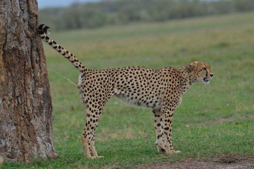 Classic Kenya Explore Safari 2020/2021