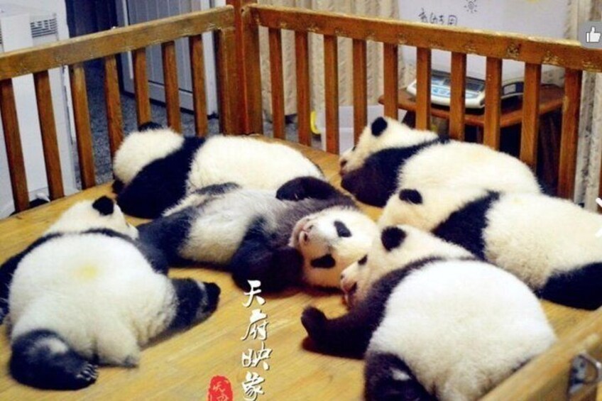 1 Day: Panda+Sanxingdui Museum