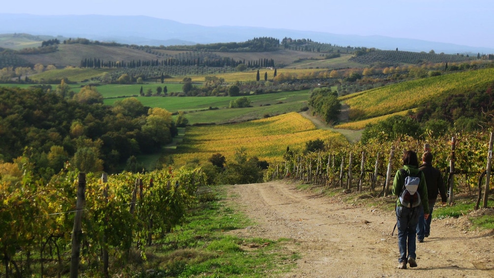 hiking along vineyards in Italy