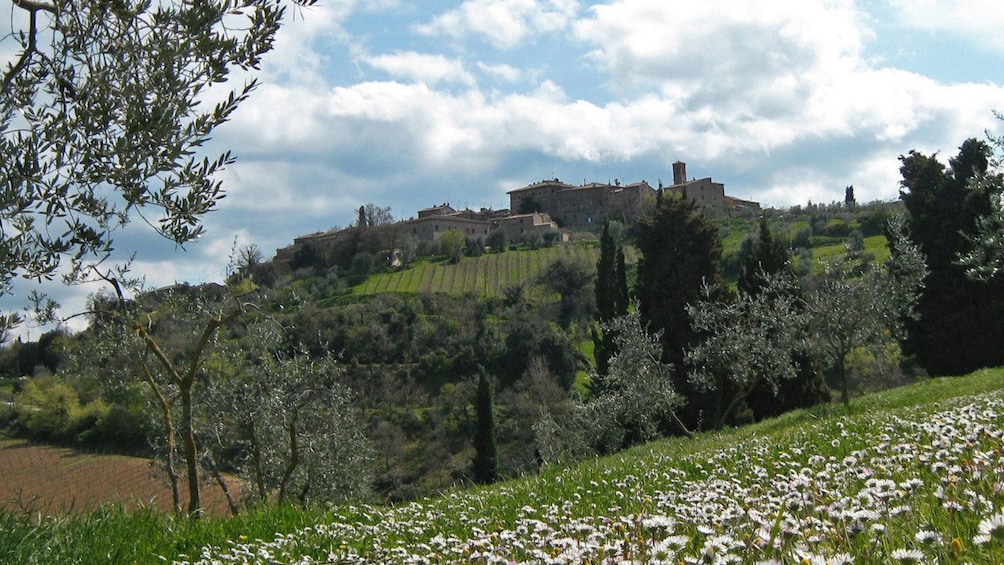 vineyards on a hill in Italy