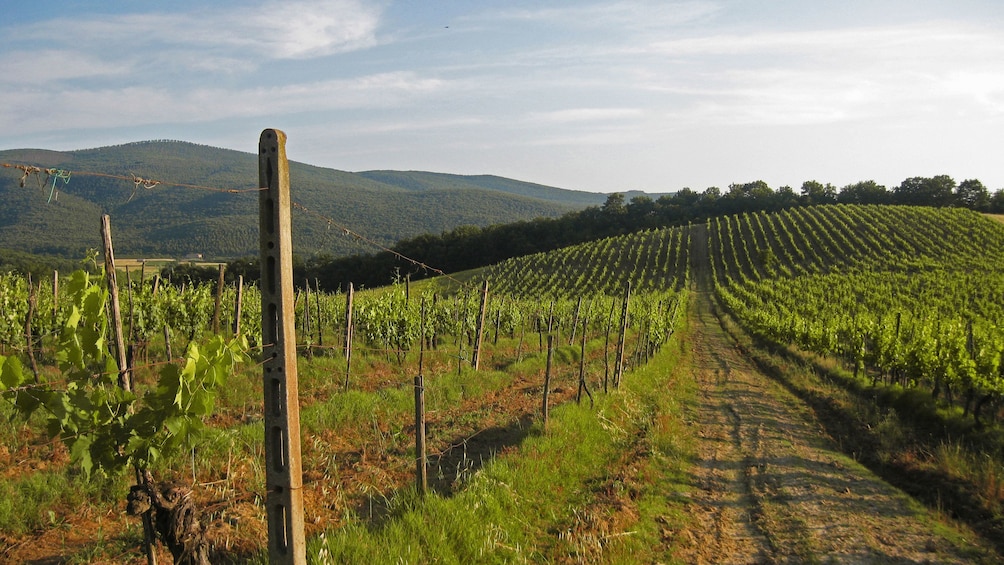 small road between vineyards in Italy