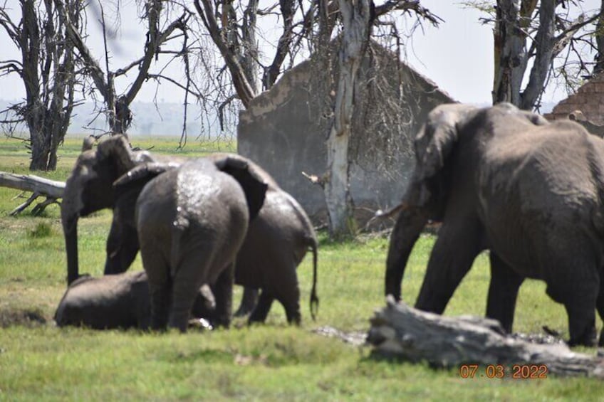 3 Days Kilimanjaro & Tsavo special safari