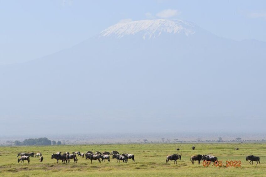 3 Days Kilimanjaro & Tsavo special safari