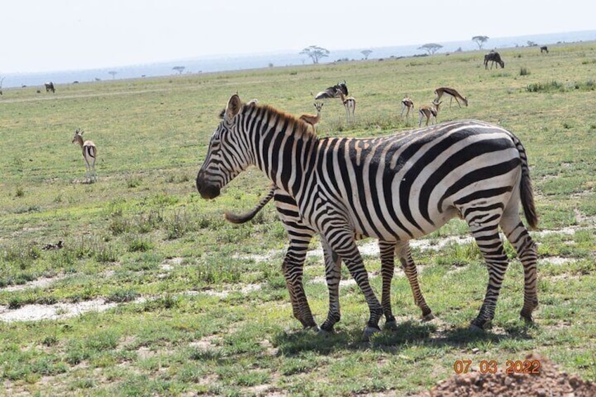 3 Days Kilimanjaro & Tsavo special safari