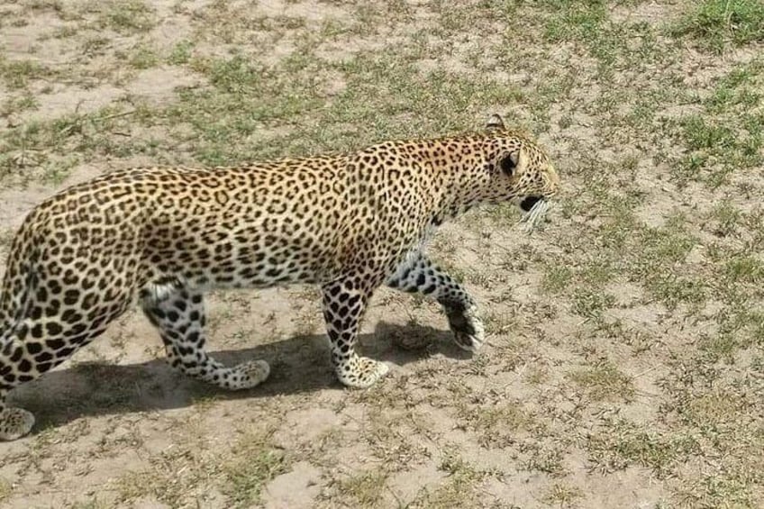 Lone leopard on a hunt