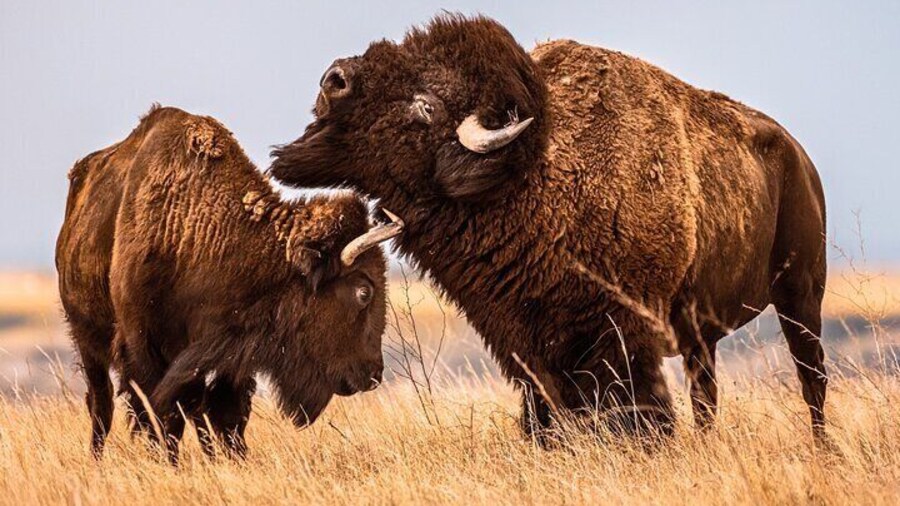 BIG - Mt Rushmore & Crazy Horse & Bison Safari-Needles-Iron Mtn