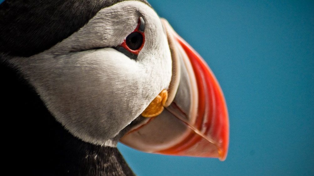 Close-up of a puffin in Reykjavik