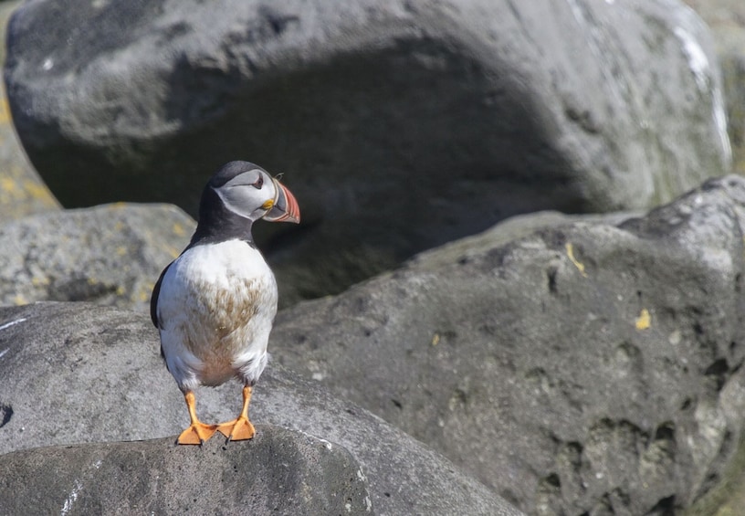 Puffin Watching Boat Tour