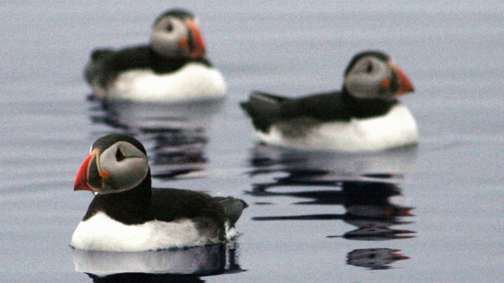 Trio of puffins on the water in Reykjavik