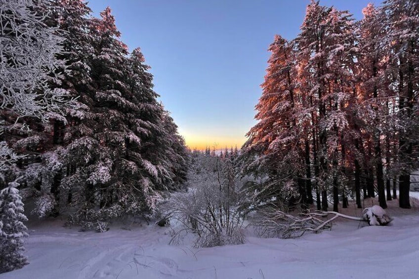 Early morning in the woods