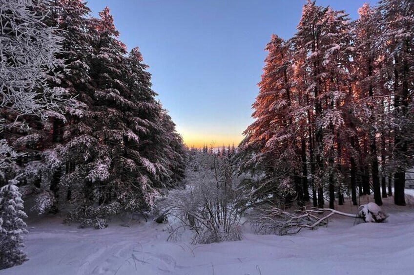 Early morning in the woods