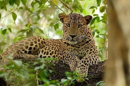 Wilpattu National Park Safari, Budget Tour from Colombo
