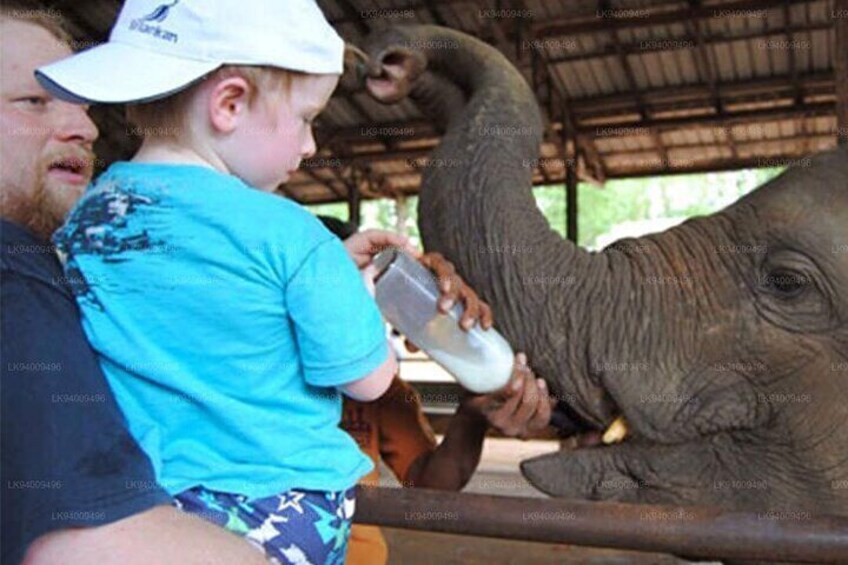 Feeding Baby Elephants 