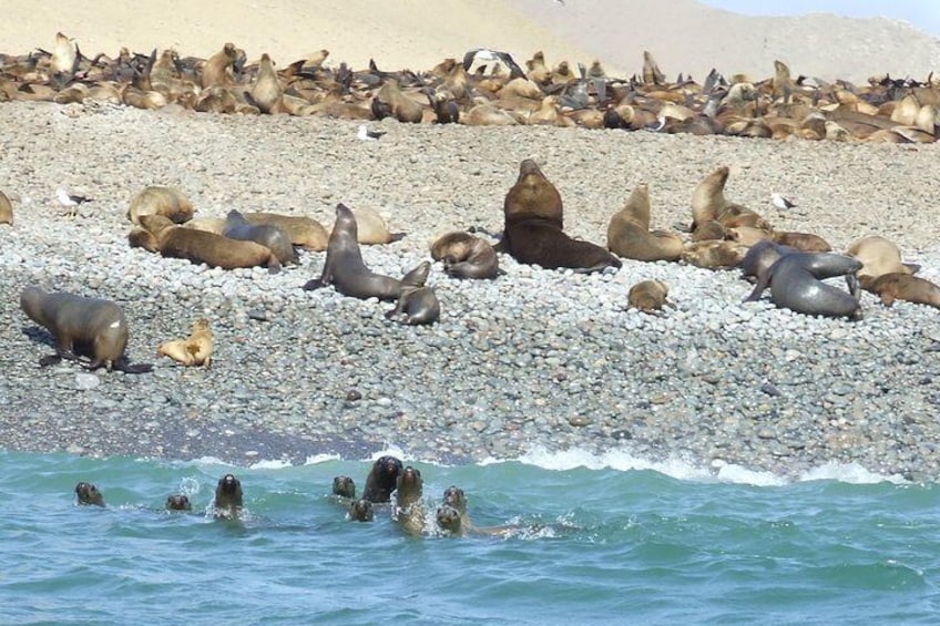 Islas Ballestas - Sealions