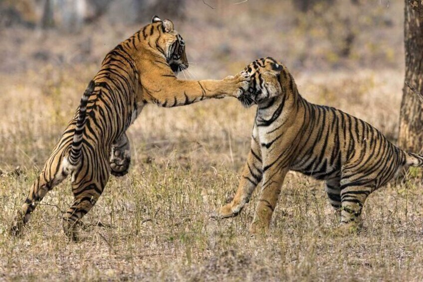 Tiger in Ranthambhore