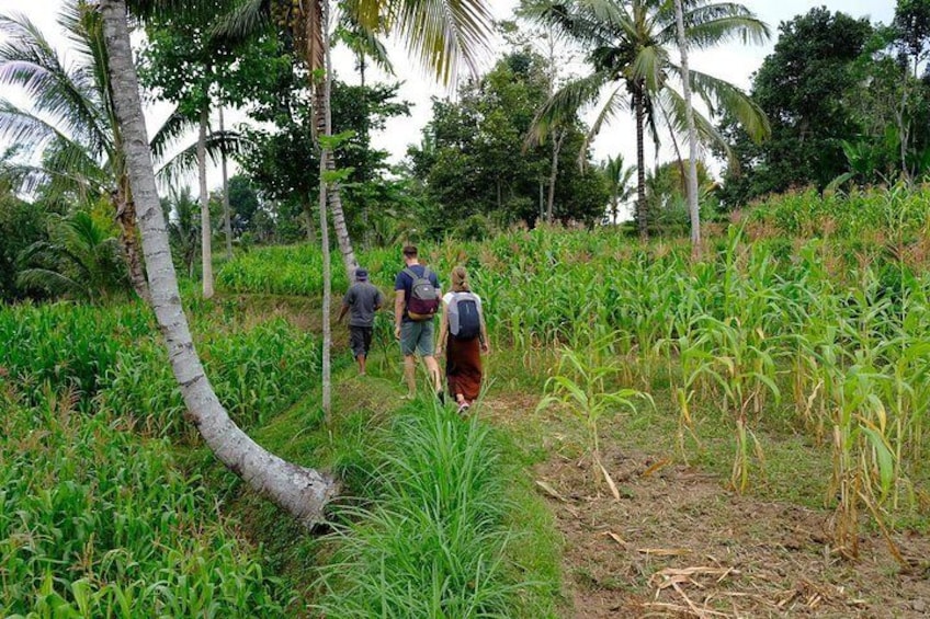 Trekking through rice fields in Tetebatu