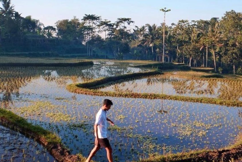 Trekking through rice fields 