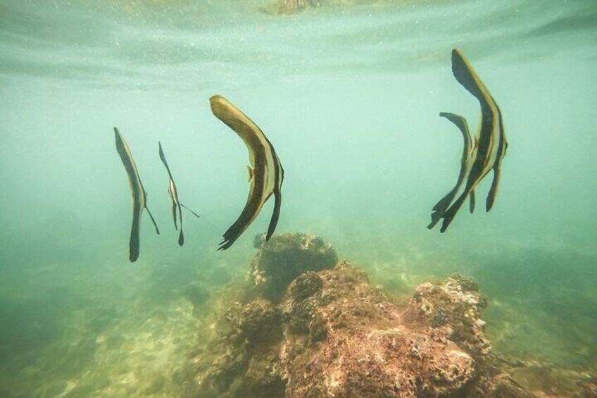 Snorkeling On Beautiful Rock Island - Unawatuna by Boat