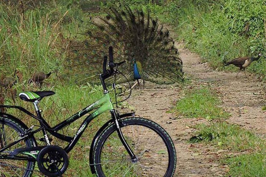 peacock over the ride